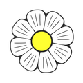 Budz | Daisy